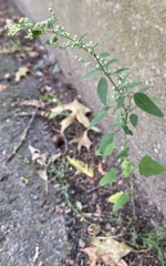 Chenopodium album