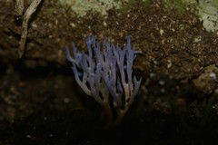 Ramariopsis pulchella