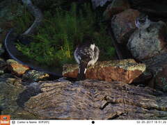 Melanodryas cucullata