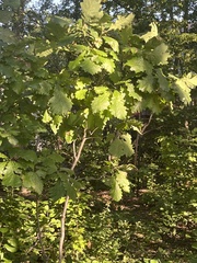Quercus bicolor