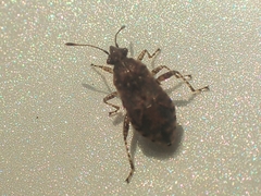 Arhyssus