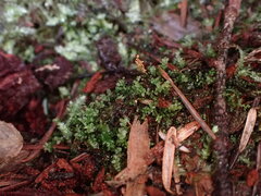 Tetraphis pellucida