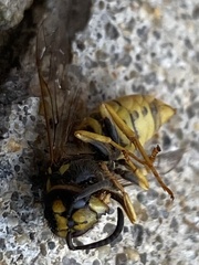 Vespula germanica