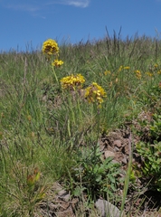 Coincya monensis cheiranthos