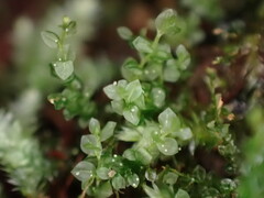 Tetraphis pellucida