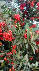 Pyracantha angustifolia
