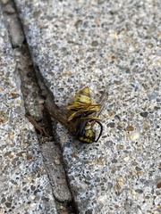 Vespula germanica