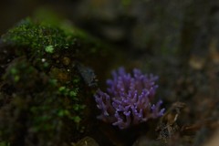 Ramariopsis pulchella