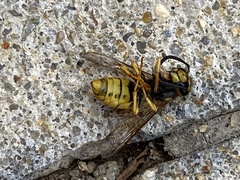 Vespula germanica