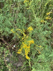 Solidago odora