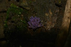 Ramariopsis pulchella