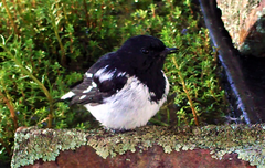 Melanodryas cucullata