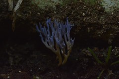 Ramariopsis pulchella