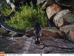 Melanodryas cucullata