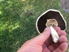 Agrocybe praecox