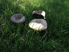 Agrocybe praecox