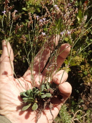 Limonium duriusculum