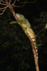 Physignathus cocincinus