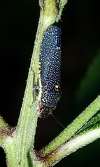 Paraulacizes irrorata