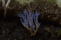 Ramariopsis pulchella