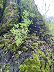 Euphorbia peplus