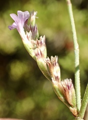 Limonium duriusculum