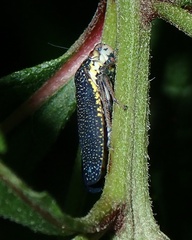 Paraulacizes irrorata