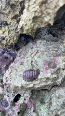 Acanthopleura granulata