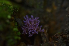 Ramariopsis pulchella