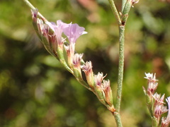 Limonium duriusculum