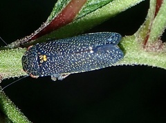 Paraulacizes irrorata