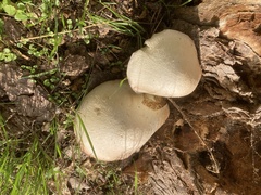Volvariella bombycina
