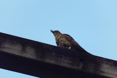 Turdus leucomelas