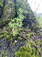 Euphorbia peplus