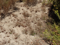 Limonium duriusculum