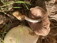 Volvariella bombycina