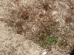 Limonium duriusculum
