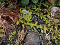 Lycopodium clavatum