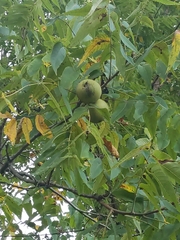 Juglans nigra