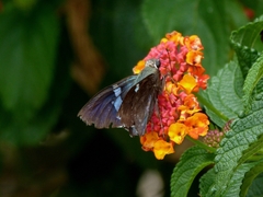 Eudaminae