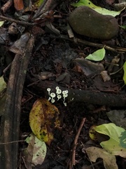 Lactocollybia