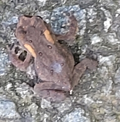 Anaxyrus americanus