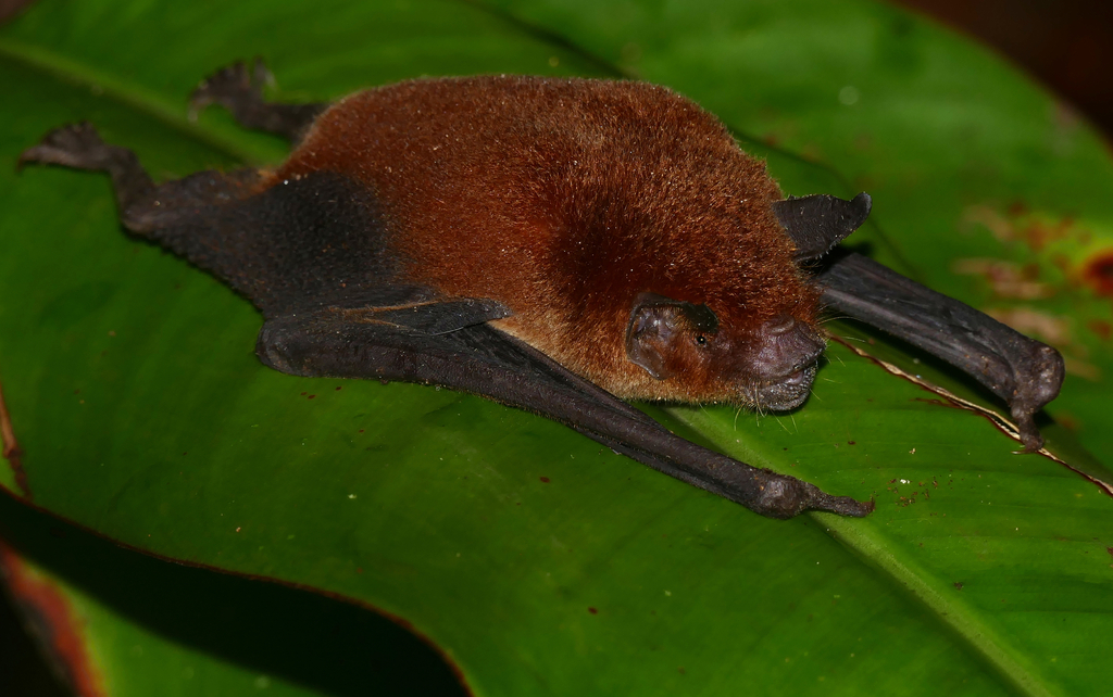 Wagner's Mustached Bat