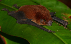 Wagner's Mustached Bat photo 2