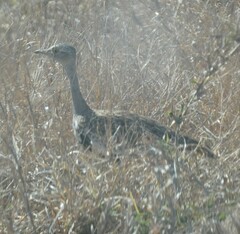 Eupodotis ruficrista