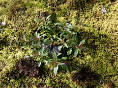 Penstemon serrulatus