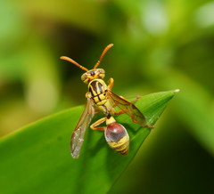 Ropalidia romandi