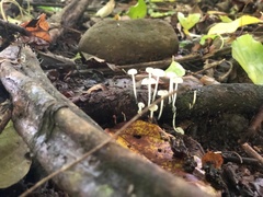 Lactocollybia