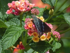 Eudaminae