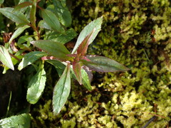 Penstemon serrulatus